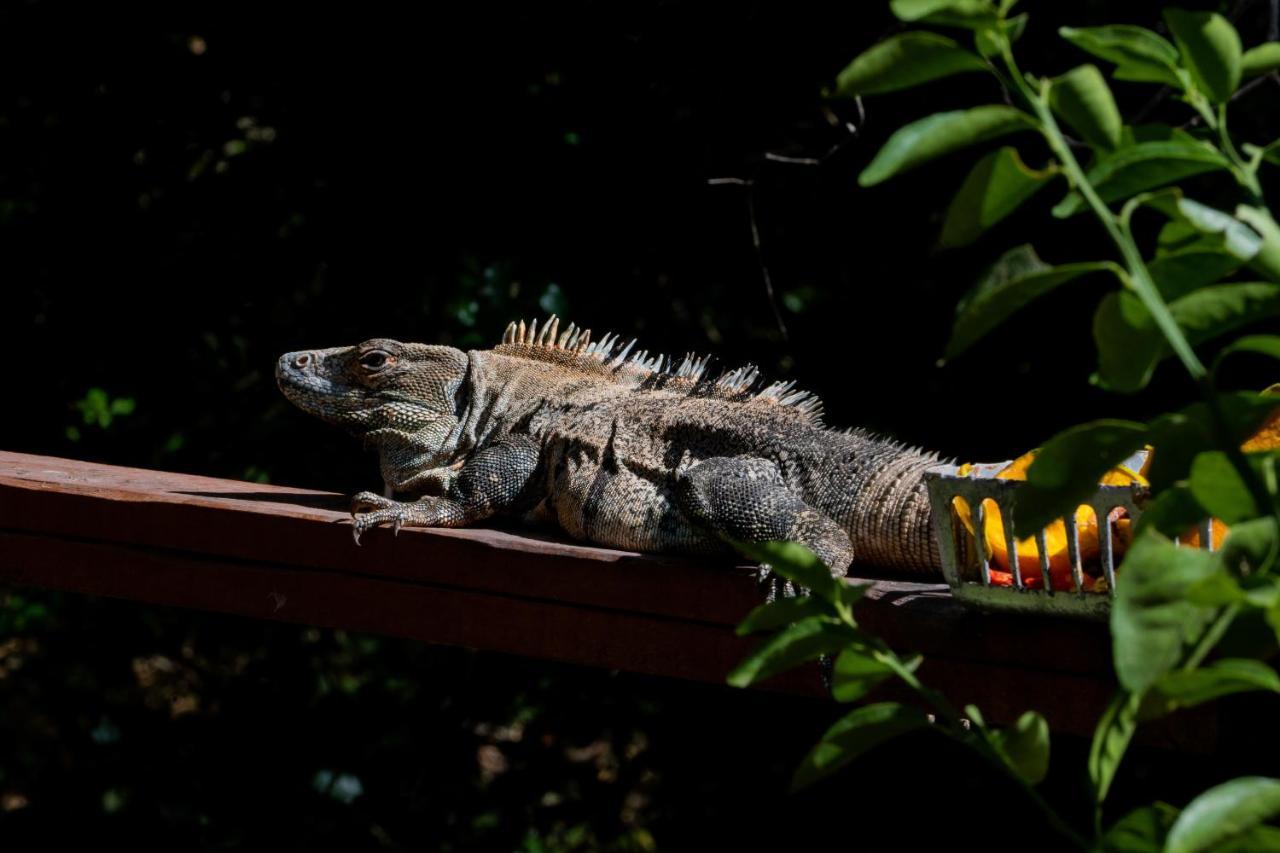 Antema Lodge Secteur Tamarindo, Piscine, Yoga, Gym, Jungle Et Paix Екстериор снимка